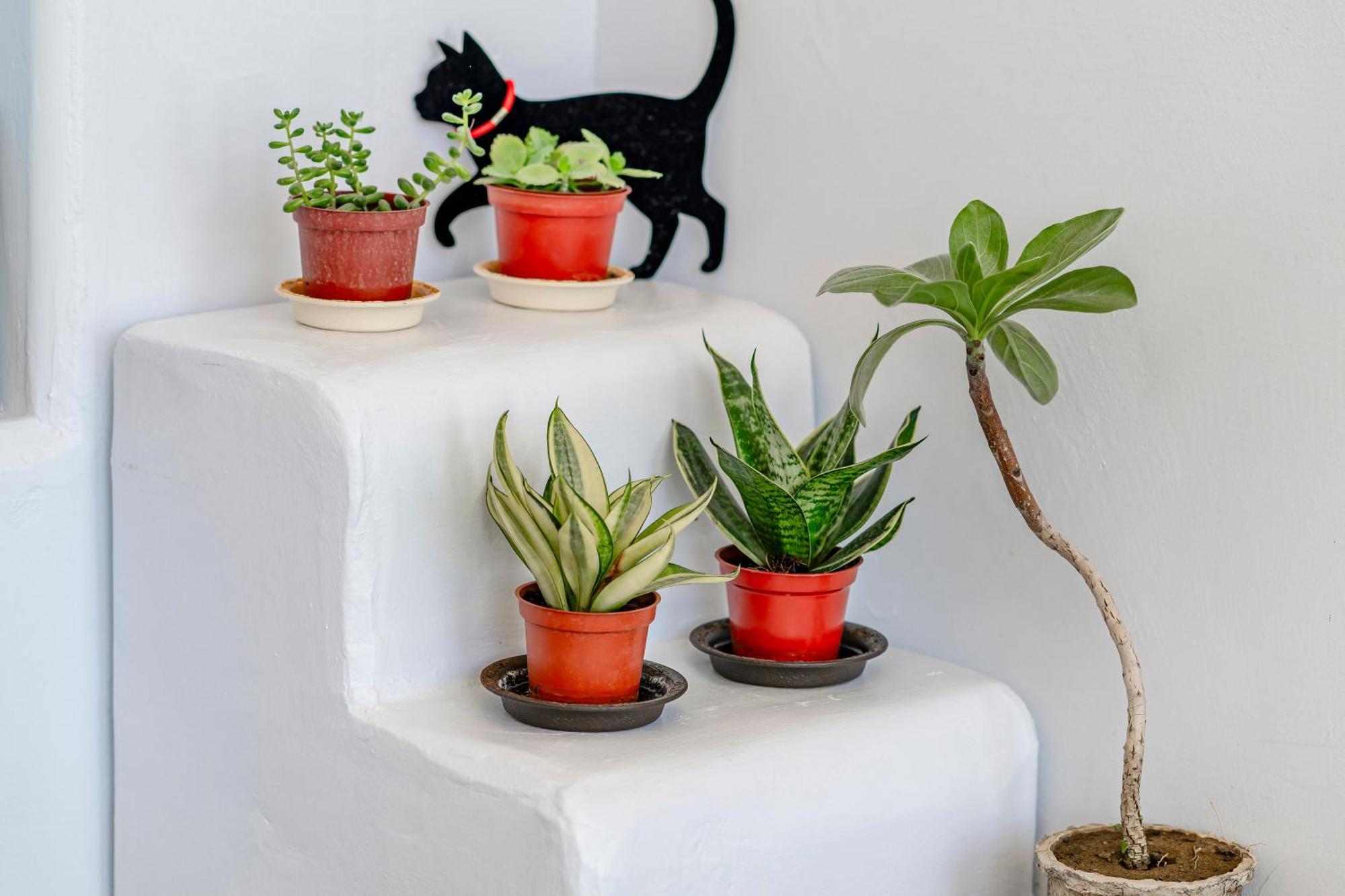 Bed and Breakfast Cat At Greece Nanwan Esterno foto